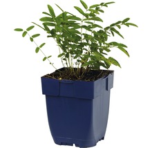 Grande pimprenelle Sanguisorba officinalis 'Tanna' h 5-70 cm Co 0,5 l