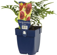 Grande pimprenelle Sanguisorba officinalis 'Tanna' h 5-70 cm Co 0,5 l