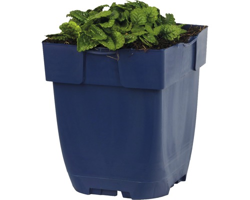 Pot de fleurs en plastique avec plante verte
