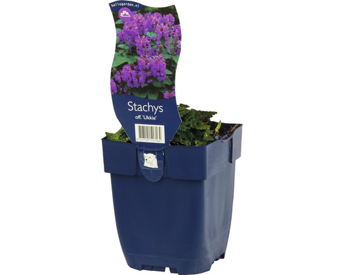Épiaire officinale FloraSelf Stachys officinalis 'Ukkie' h 5-20 cm Co 0,5 l Stachys off. Ukkie en pot