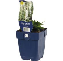 Blauer Veronica spicata Alba Topf