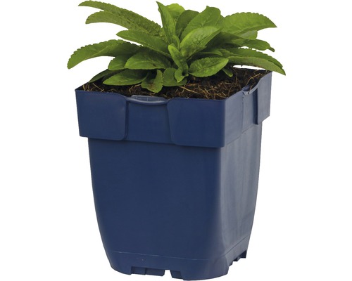 Plante dans un pot de fleurs