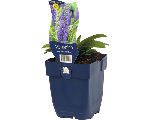 Ähriger Ehrenpreis FloraSelf Veronica spicata 'Inspire Blue' H 5-25 cm Co 0,5 L Veronica spicata Inspire Blue im Topf