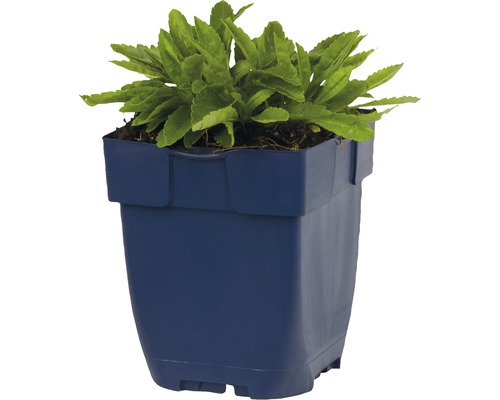 Topfpflanze im Kunststofftopf