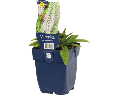 Ähriger Ehrenpreis FloraSelf Veronica spicata 'Insprie Pink'' H 5-25 cm Co 0,5 L Veronica Inspire Pink Pflanze im Topf