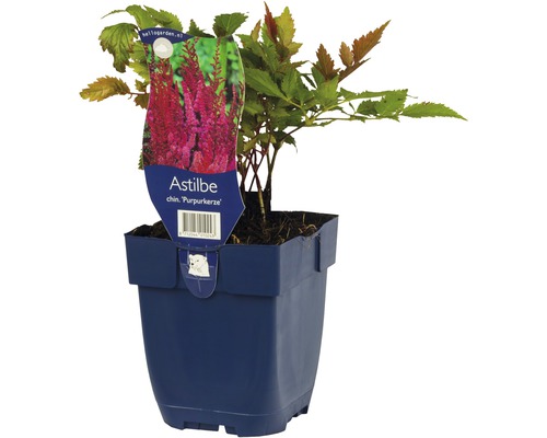 Astilbe en pot