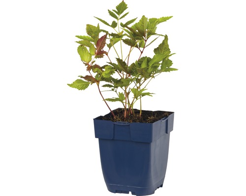 Prachtspiere FloraSelf Astilbe chininensis 'Purpurkerze' H 5-75 cm Co 0,5 L Falsche Spiere in einem Topf