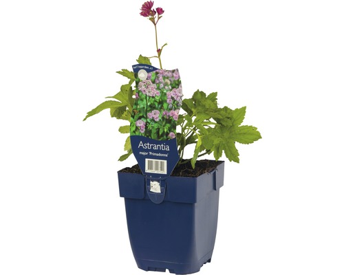 Grosse Sterndolde ''Primadonna'' im Topf