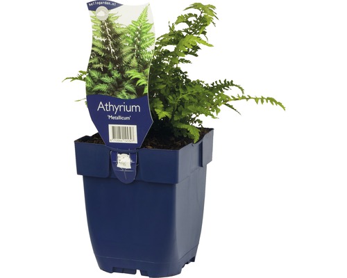 Japanischer Regenbogenfarn FloraSelf Athyrium niponicum 'Metallicum' H 5-20 cm Co 0,5 L-0