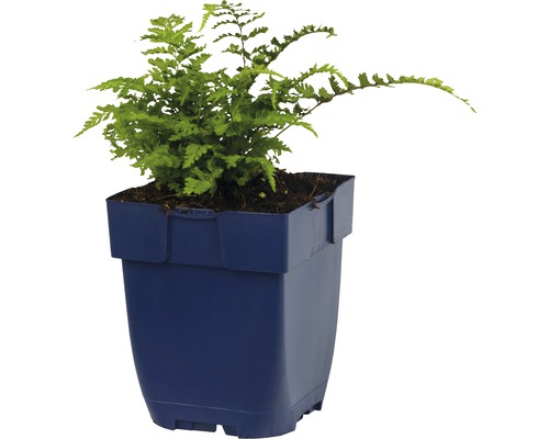 Fougère verte dans un pot de fleurs en plastique