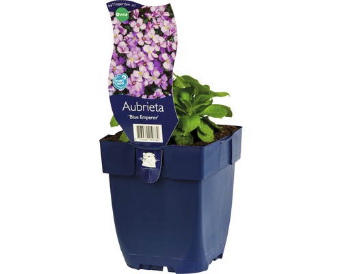 Aubriète bleue ''Blue Emperor'' en pot
