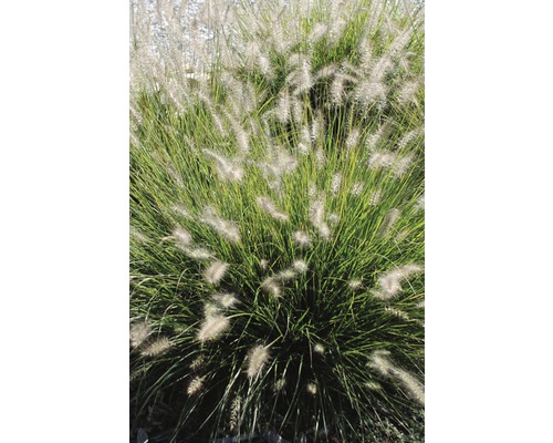 Oeillet gazon dans le jardin