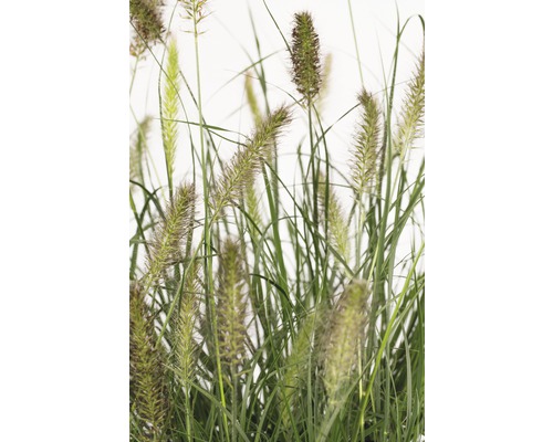 Lampenputzergras FloraSelf Pennisetum alopecuroides 'Hameln' H 20-50 cm Co 6 L