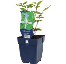 Clématite en pot