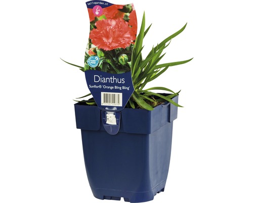 Œillet FloraSelf Dianthus 'Sunflower Orange Bling Bling' h 5-15 cm Co 0,5 l Oeillet ''Orange Bling Bling'' en pot