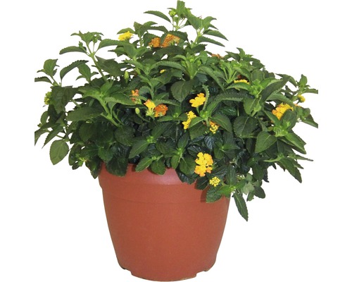 Lantanier FloraSelf® Lantana camara buisson pot de 25 cm