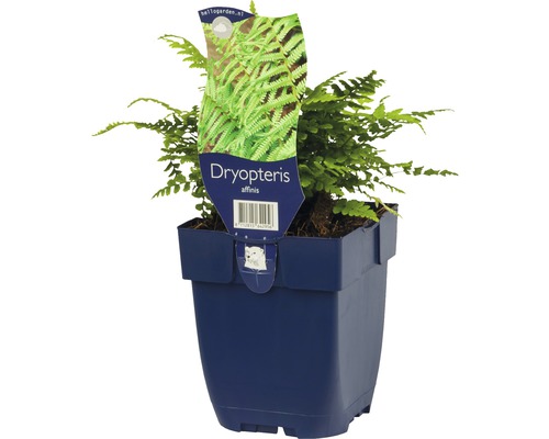 Dryopteris affinis dans un pot