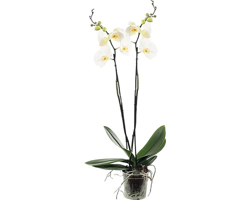Orchidée papillon FloraSelf Phalaenopsis x Hybride pot de 15 2 panicules