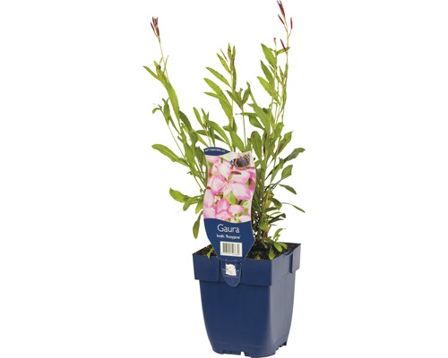 Gaura de Lindheimer FloraSelf Gaura lindheimeri 'Rosyjane' h 5-90 cm Co 0,5 l