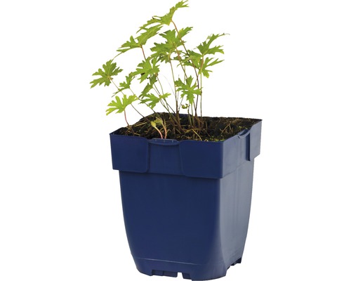 Geranium Pflanze im Topf