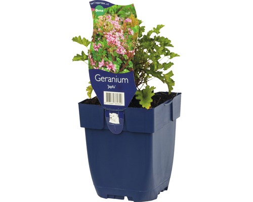 Géranium FloraSelf Geranium 'Japfu' h 5-10 cm Co 0,5 l