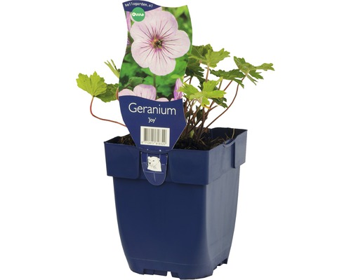 Storchschnabel FloraSelf Geranium 'Joy' H 5-10 cm Co 0,5 L