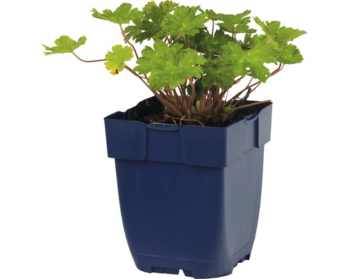 Géranium en pot