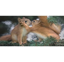 Postkarte Geo XXL Eichhörnchen 23x11 cm