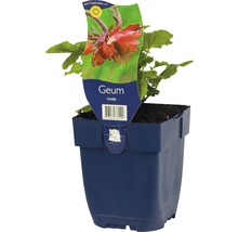 Geum rivale en pot
