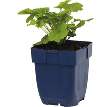 Géranium dans un pot