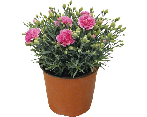 Gartennelke FloraSelf® Dianthus caryophyllus 'Carnelia' Ø 18 cm