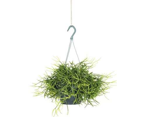 Hängepflanze mit grünen Blättern im Topf mit Haken