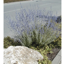 Silberbusch Blauraute FloraSelf Blue Spire 30-40 cm
