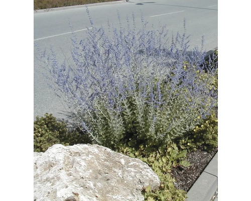Sauge russe dans un parterre de jardin