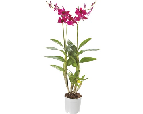 Dendrobium Nobile Topf mit pinkfarbenen Blüten