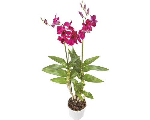 Orchideen Mix FloraSelf H ca. 20 cm Ø 12 cm Topf zufällige Sortenauswahl