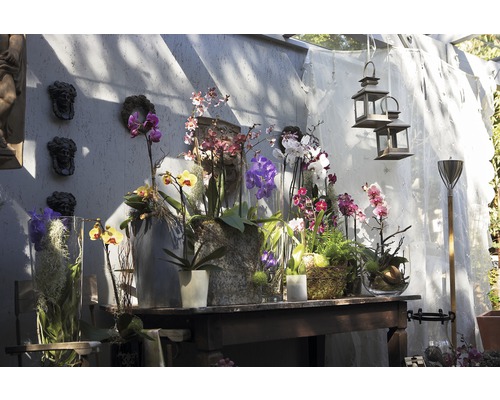 Dekorative Orchideenarrangements auf einem Holztisch mit Laternen und Wanddeko