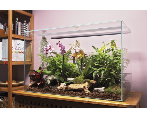 Glasterrarium mit Pflanzen und Dekoration auf einem Tisch