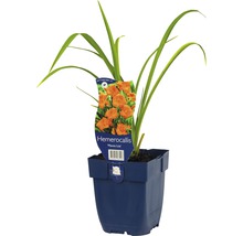 Hémérocalle ''Mauna Loa'' en pot