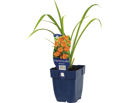 Hémérocalle FloraSelf Hemerocallis-Cultivars 'Mauna Loa' h 5-20 cm Co 0,5 l Hémérocalle ''Mauna Loa'' en pot