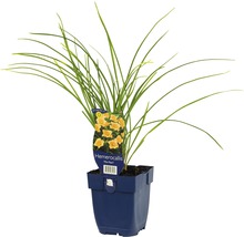 Hémérocalle en pot avec des feuilles vertes et des fleurs jaunes