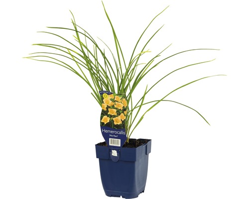 Taglilie FloraSelf Hemerocallis 'Mini Pearl' H 5-20 cm Co 0,5 L, kleinblumig Taglilie im Topf mit grünen Blättern und gelben Blüten