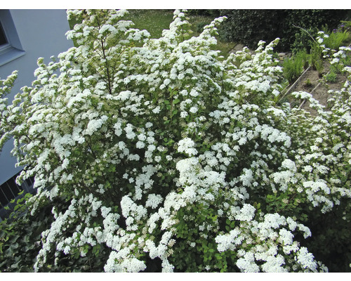 Blühender Spierstrauch im Garten