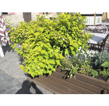 Pflanzenarrangement mit Spiraea und verschiedenen Blumen in einem Holzkasten