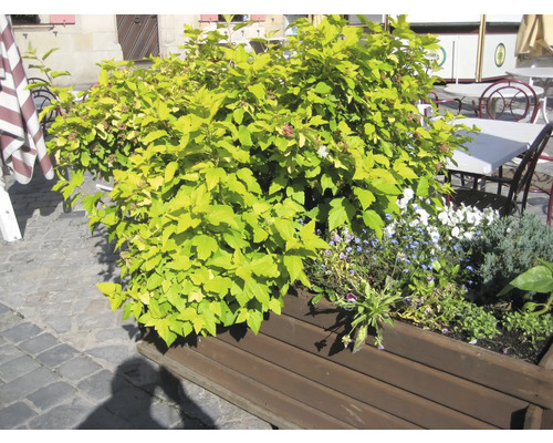Pflanzenarrangement mit Spiraea und verschiedenen Blumen in einem Holzkasten
