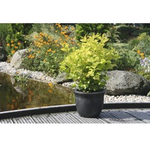 Goldblättriger Garten-Blasenstrauch in einem Topf auf einer Holzterrasse vor einem Teich