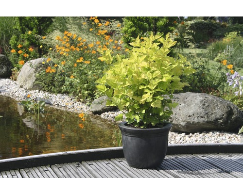 Goldblättriger Garten-Blasenstrauch in einem Topf auf einer Holzterrasse vor einem Teich