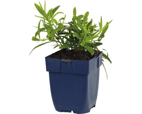 Estragonpflanze im Topf