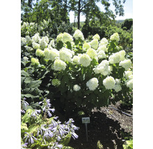 Hortensia avec fleurs blanches dans le jardin
