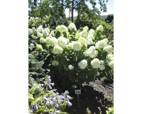 Hortensienpflanze mit weißen Blüten im Garten